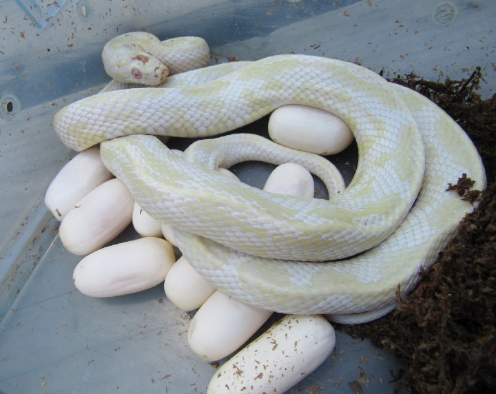 Aztec Snow Corn Snake